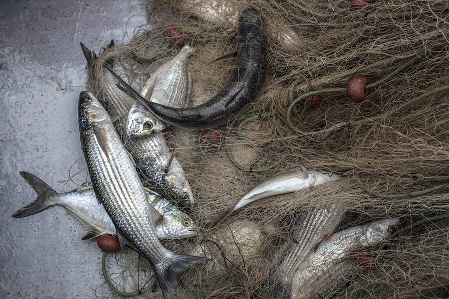 Gone Fishing in Måløy, Norway